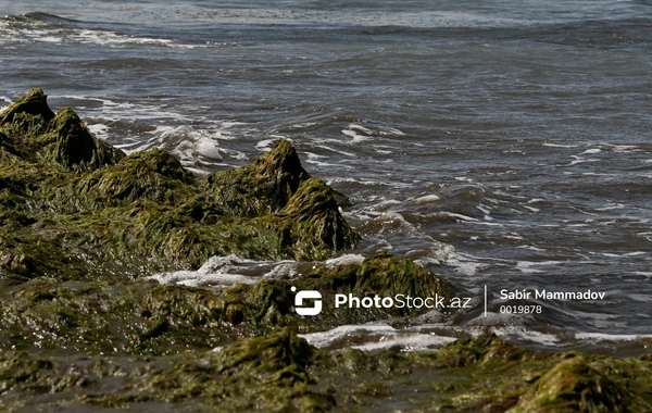 Стало известно, кто будет реализовывать проект по опреснению морской воды в Азербайджане