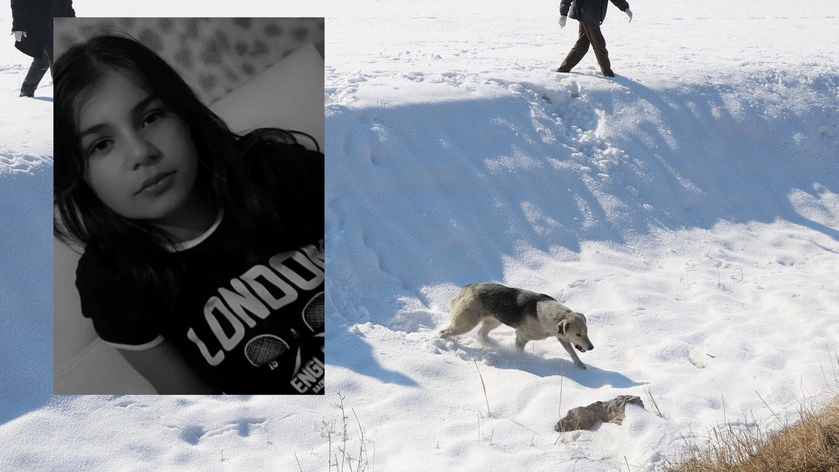 Eslem'in ölümünün ardından bölgedeki sokak köpekleri toplanıyor