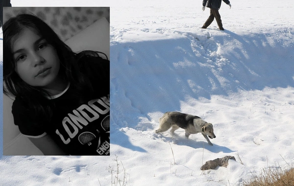 Eslem'in ölümünün ardından bölgedeki sokak köpekleri toplanıyor