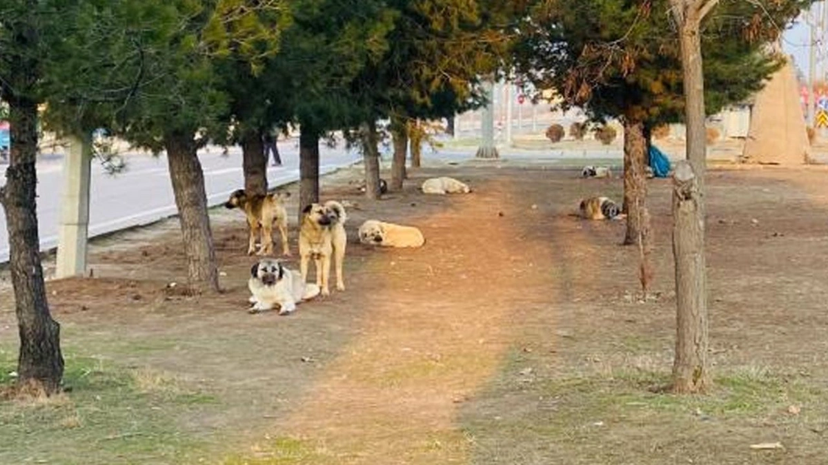 Bir başıboş köpek dehşeti daha: 5 yaşındaki çocuk kafasından yaralandı