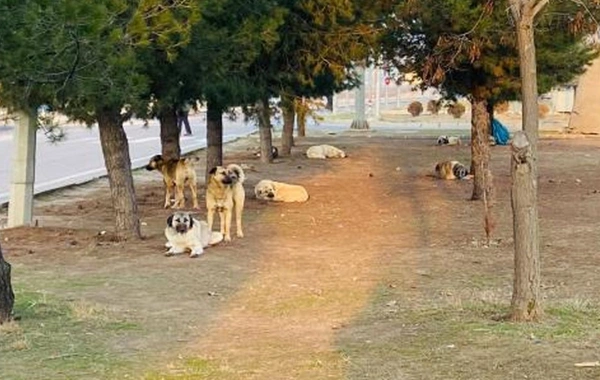 Bir başıboş köpek dehşeti daha: 5 yaşındaki çocuk kafasından yaralandı