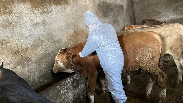 Şap hastalığı alarmı: Yozgat ve Sivas'ta karantina başladı