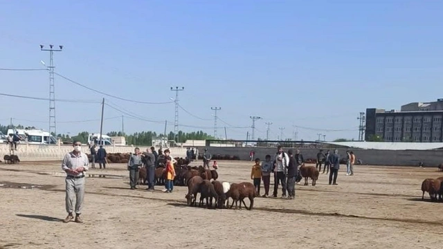 Iğdır'da şap alarmı: Hayvan pazarı kapatıldı