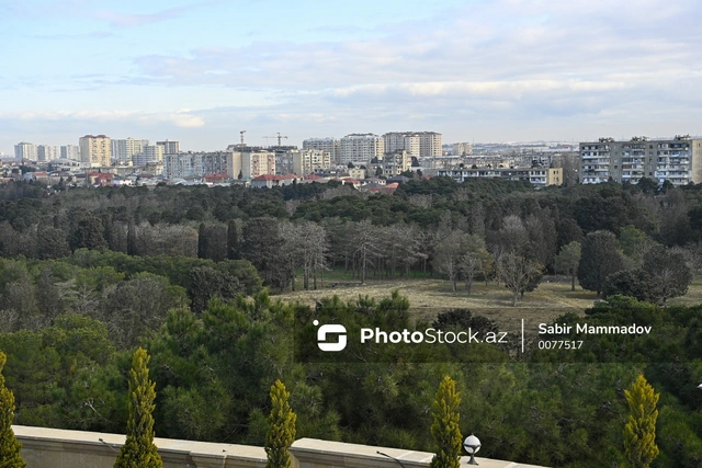 Bakıda 1 650 ağac köçürüləcək