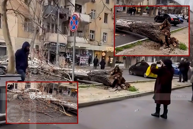 Bakıda güclü külək ağacı maşının üzərinə aşırdı, hərəkət dayandı