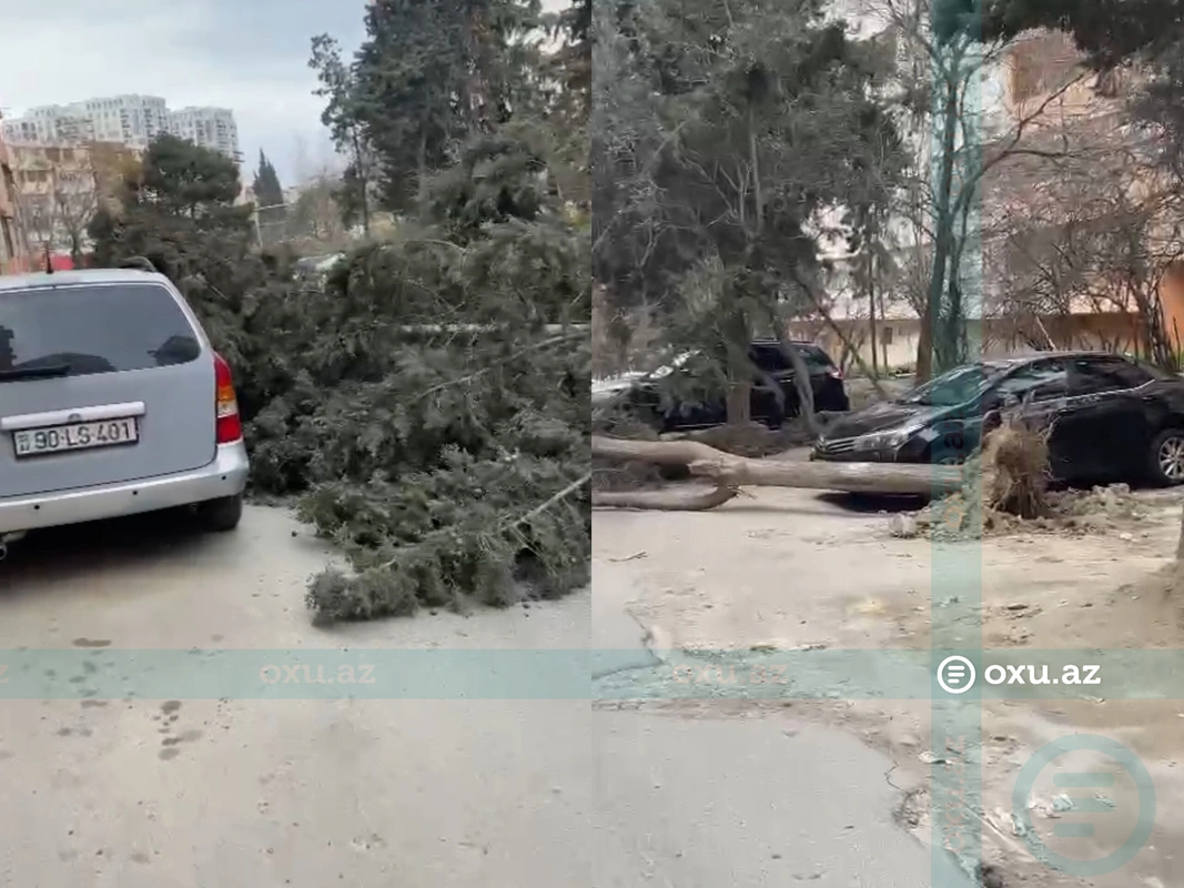 В Хатаинском районе на автомобиль упало дерево