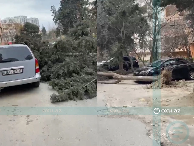 Xətaidə aşan ağac avtomobilə ziyan vurdu - Yol bağlandı