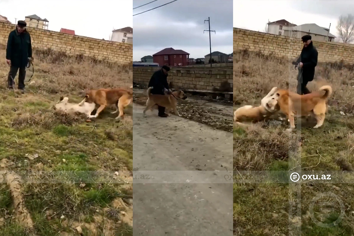 Köpekleri dövüştürüp, zevk aldılar: Polis harekete geçti