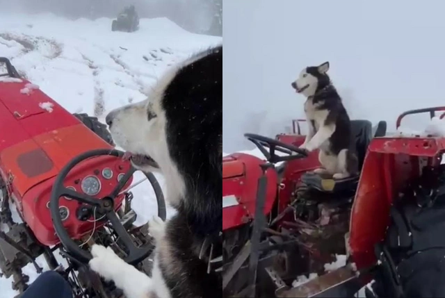 Türkiye'de köpeğin traktör sevgisi: Direksiyon başındaki görüntüleri gündem oldu