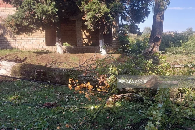 Lənkəranda güclü külək bir sıra fəsadlar törədib, 15-ə yaxın irigövdəli ağac aşıb - Foto