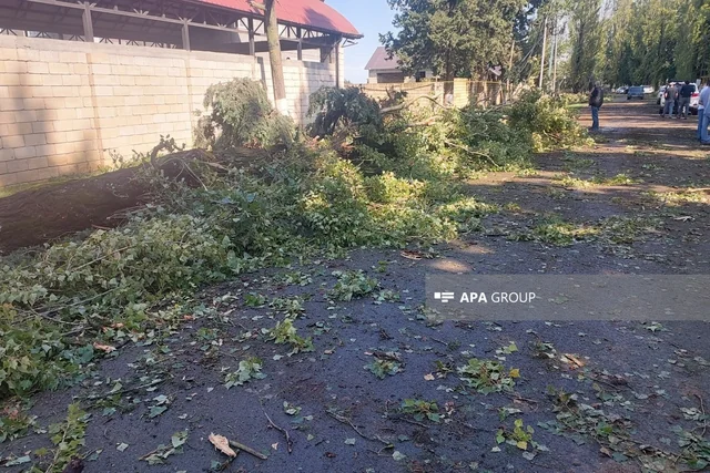 Lənkəranda güclü külək bir sıra fəsadlar törədib, 15-ə yaxın irigövdəli ağac aşıb - Foto