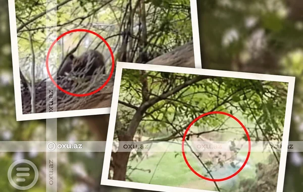 В Ордубадском районе медведь напал на местных жителей - Видео