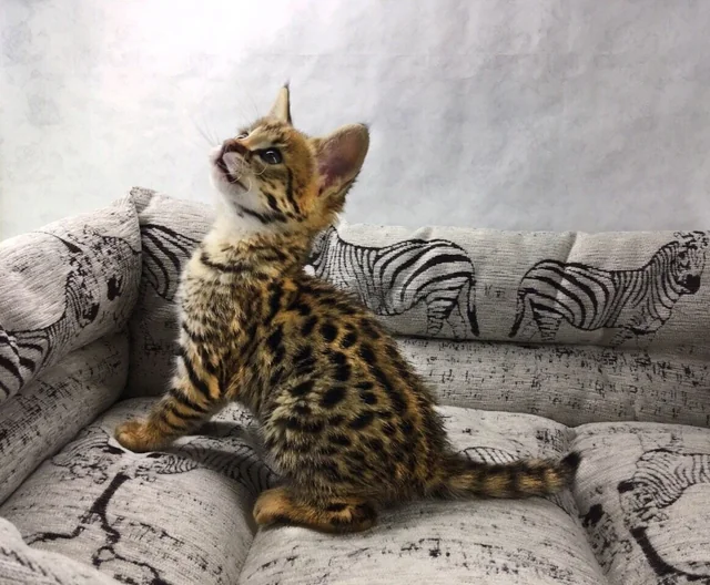 Azərbaycanda 17 min manata pişik satılır - FOTOLAR 2 Bakıda Savanna cinsli pişik balaları 10 min dollara satışa çıxarılıb - Foto