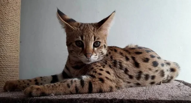 Azərbaycanda 17 min manata pişik satılır - FOTOLAR 3 Bakıda Savanna cinsli pişik balaları 10 min dollara satışa çıxarılıb - Foto