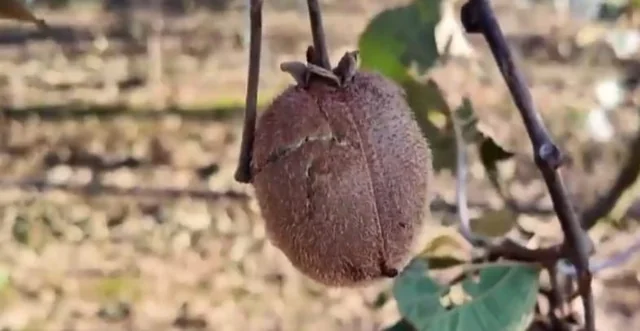 Lənkəranda qeyri-sabit hava şəraiti sitrus meyvə bağlarına ciddi ziyan vurub - Foto