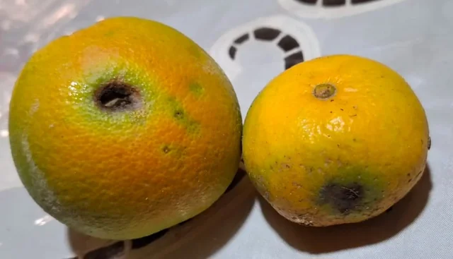 Lənkəranda qeyri-sabit hava şəraiti sitrus meyvə bağlarına ciddi ziyan vurub - Foto